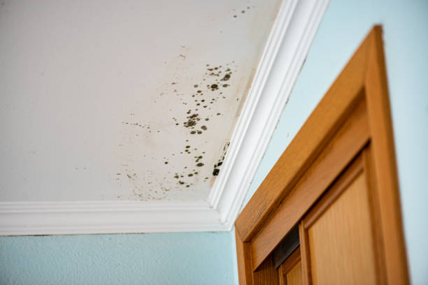 Best Emergency Mold Remediation in Crooks, SD